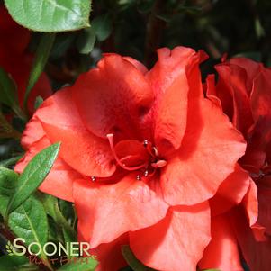 BLOOM-A-THON® CORAL AMAZEMENT™ AZALEA