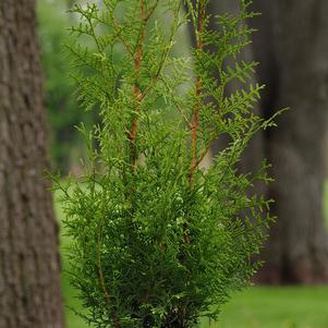 SUGAR AND SPICE ARBORVITAE