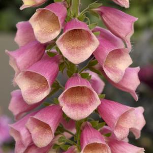 ARCTIC FOX ROSE FOXGLOVE