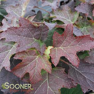 PEE WEE DWARF OAKLEAF HYDRANGEA