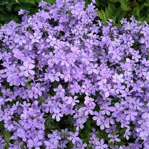 BLUE MOON WOODLAND PHLOX