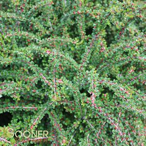 TOM THUMB COTONEASTER