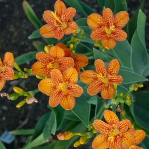 FRECKLE FACE BLACKBERRY LILY