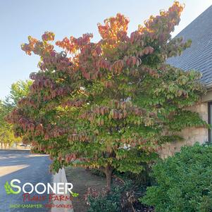 WHITE FLOWERING DOGWOOD