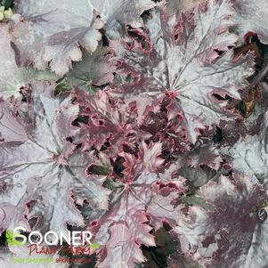 BLACK TAFFETA CORAL BELLS