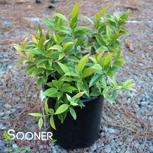 SQUIRT™ COMPACT LEUCOTHOE