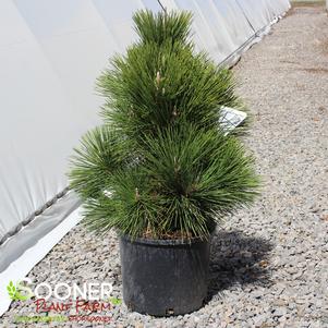 THUNDERHEAD JAPANESE BLACK PINE