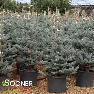 FAT ALBERT BLUE SPRUCE