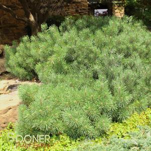 DWARF MUGO PINE