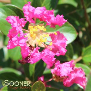 POCOMOKE CRAPEMYRTLE TOPIARY