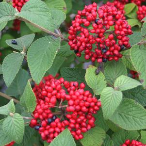 RED BALLOON® VIBURNUM