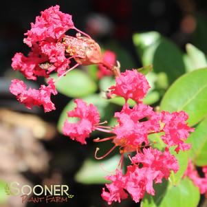 STRAWBERRY DAZZLE® CRAPEMYRTLE