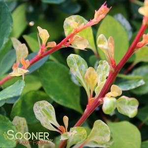 SUNJOY SEQUINS® BARBERRY