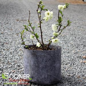 CHOJURAKU FLOWERING QUINCE