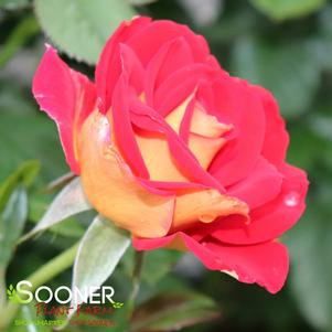 KETCHUP & MUSTARD™ FLORIBUNDA ROSE