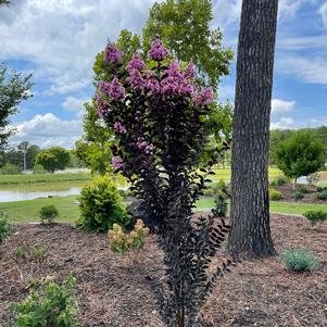 THUNDERSTRUCK™ LAVENDER SKIES™ CRAPEMYRTLE