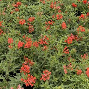 ESTRELLITA LITTLE STAR® FIRECRACKER BUSH