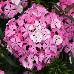 ROCKIN'™ PINK MAGIC DIANTHUS