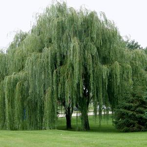 BABYLON WEEPING WILLOW