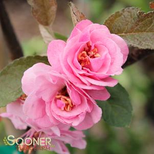 BRANDYWINE CRABAPPLE