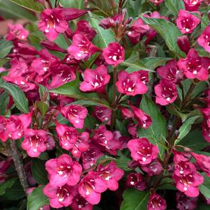 TOWERS OF FLOWERS® CHERRY WEIGELA