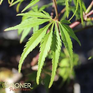 EAGLE CLAW UPRIGHT JAPANESE MAPLE