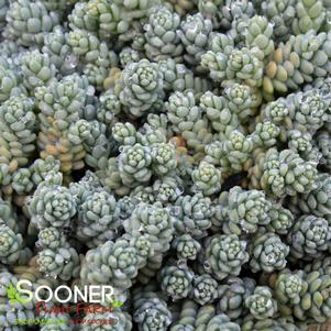 MAJOR SEDUM