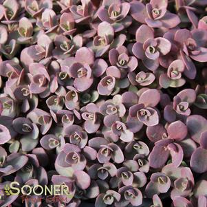 SUNSPARKLER® FIRECRACKER SEDUM