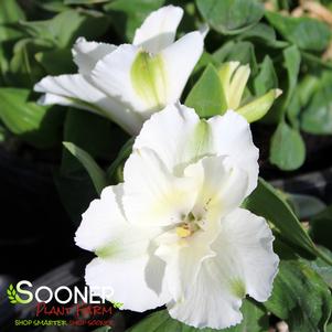 COLORITA® CLAIRE® PERUVIAN LILY