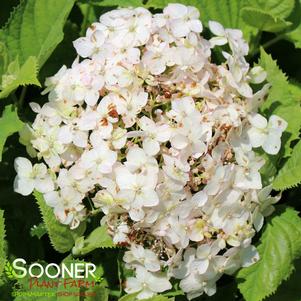 INVINCIBELLE® WEE WHITE HYDRANGEA