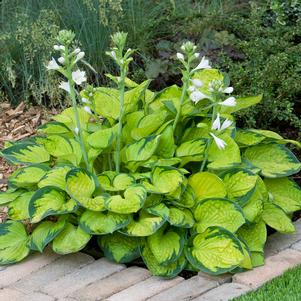 RAINFOREST SUNRISE HOSTA