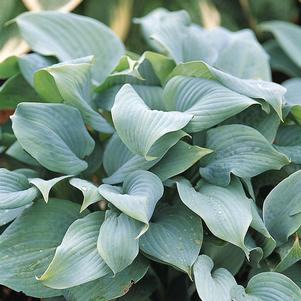 FRAGRANT BLUE HOSTA