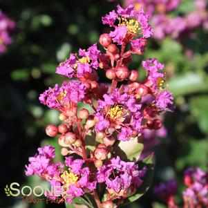 PURPLE COW™ CRAPEMYRTLE