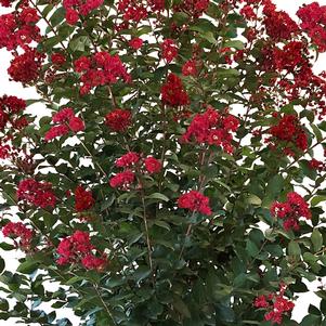 COLORAMA™ SCARLET CRAPEMYRTLE