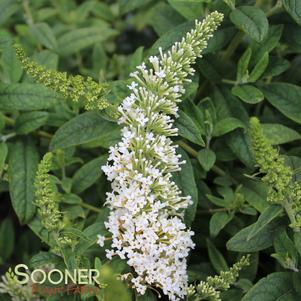 PUGSTER WHITE® BUTTERFLY BUSH