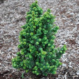 DWARF PAGODA JAPANESE HOLLY