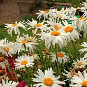 ALASKA SHASTA DAISY