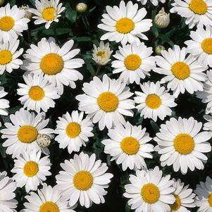 SNOWCAP DWARF SHASTA DAISY