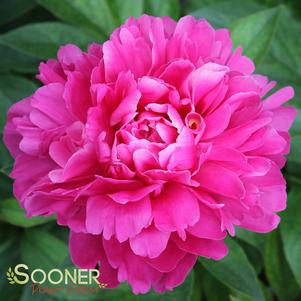 FELIX SUPREME GARDEN PEONY