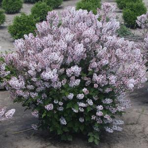 DREAM CLOUD™ MANCHURIAN LILAC