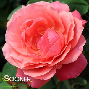 ZEPHRINE DROUHIN THORNLESS CLIMBING ROSE