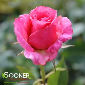 MISS MANNERS™ GRANDIFLORA ROSE