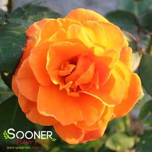 VAVOOM™ FLORIBUNDA ROSE