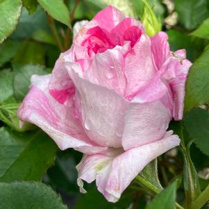 PARADE DAY™ GRANDIFLORA ROSE