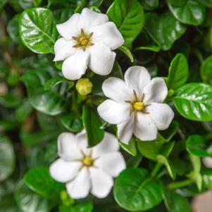 DIAMOND SPIRE® GARDENIA