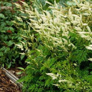 DWARF GOATSBEARD