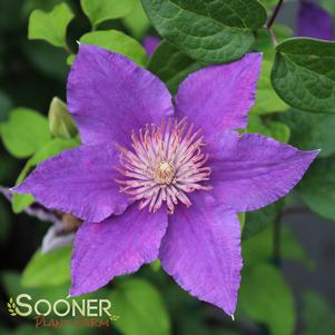 BIJOU™ CLEMATIS