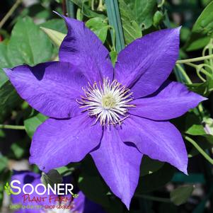 THE DUCHESS OF CORNWALL™ CLEMATIS