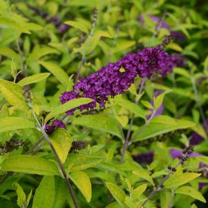 HUMDINGER® LITTLE NUGGET BUTTERFLY BUSH