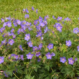 JOHNSON'S BLUE GERANIUM